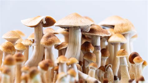 A trip guide to magic mushrooms in Belleville